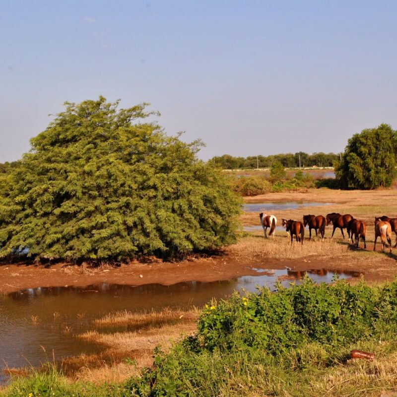 La UNSE estudiará la fauna del Río Dulce para aportar al ordenamiento de los bosques nativos