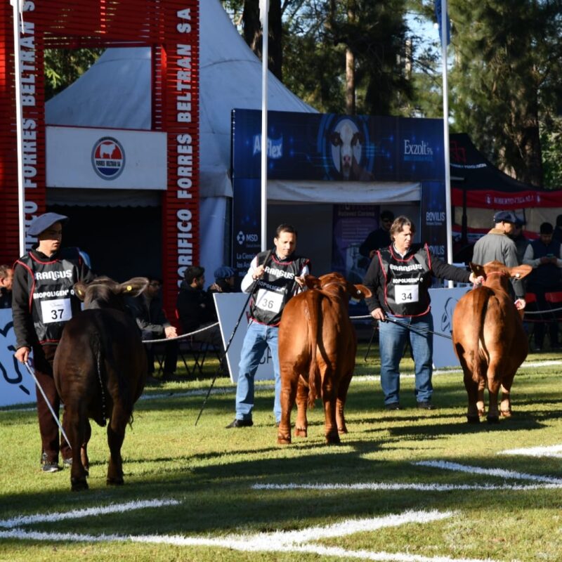 Con más de 400 animales y 80 cabañas  comenzó una nueva edición de ExpoBra 2026